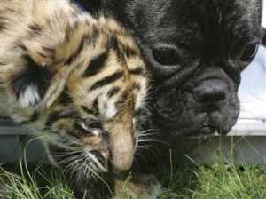 bulldog-adopts-tiger