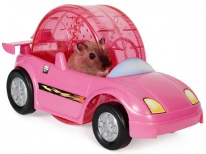 hamster-racing