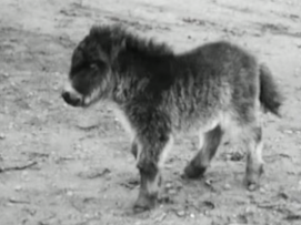shetland-pony-30s