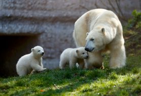 nobby-nela-polar-bears
