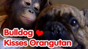 Bulldog-Babysits-Orangutan-Adorable-Dog-Video