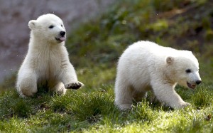 nobby-nela-polar-bears