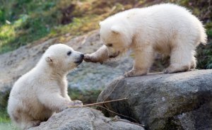 Namenstaufe Eisbärenzwillinge im Tierpark Hellabrunn