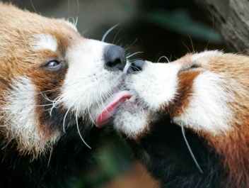 red-panda-kissing