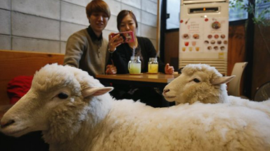sheep-cafe-korea