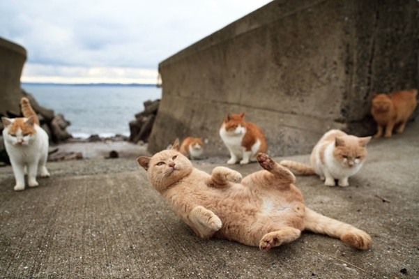 japanese cat island