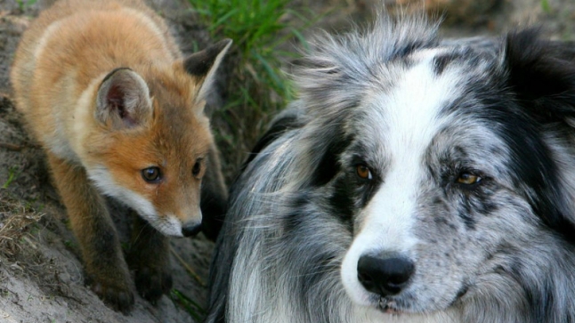 `dog and fox friends