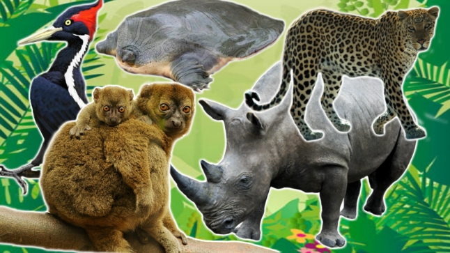 5 Critically endangered species. The endangered animals in this video are all on the brink of extinction. The animal on 1 might be extinct already even!