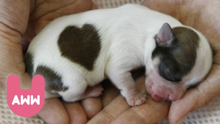 dog with heart marking